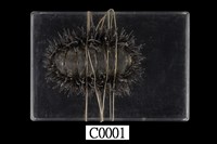 藏品(海膽石鼈)的圖片